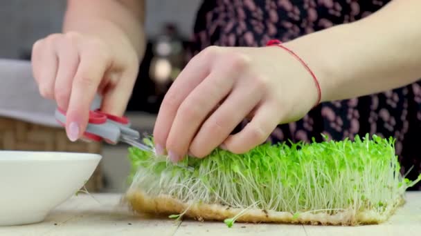 Mujer Corta Microgreens Enfoque Selectivo — Vídeo de stock