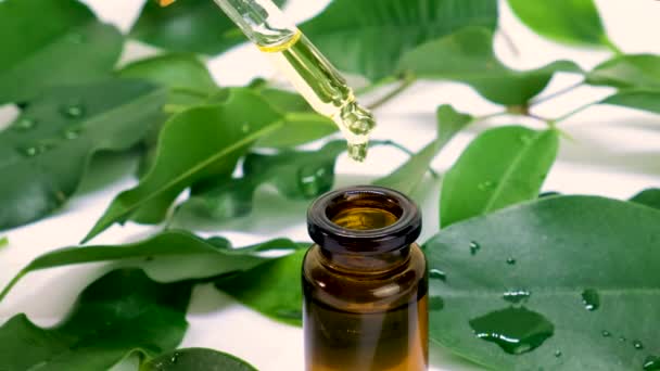 Tea tree essential oil in small bottles. selective focus. — Stock Video