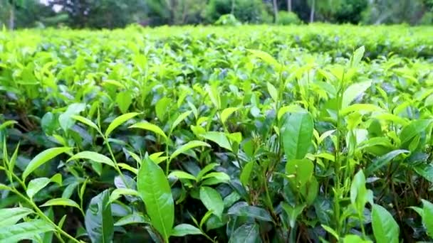 Plantação de chá verde. foco seletivo. — Vídeo de Stock