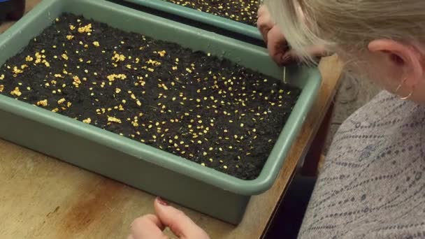 Une femme plante des semis dans des pots de fleurs. Concentration sélective. — Video