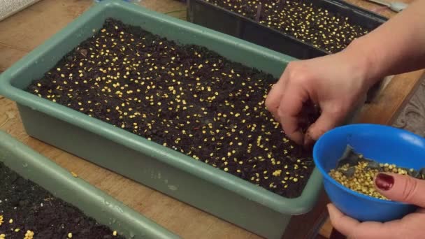 Une femme plante des semis dans des pots de fleurs. Concentration sélective. — Video