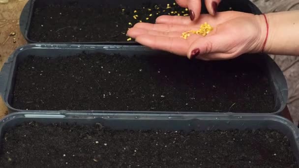 Une femme plante des semis dans des pots de fleurs. Concentration sélective. — Video