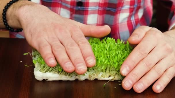 Microgreens en las manos de un hombre. enfoque selectivo. — Vídeos de Stock