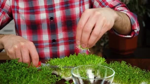 Microgreens dans les mains d'un homme. focus sélectif. — Video