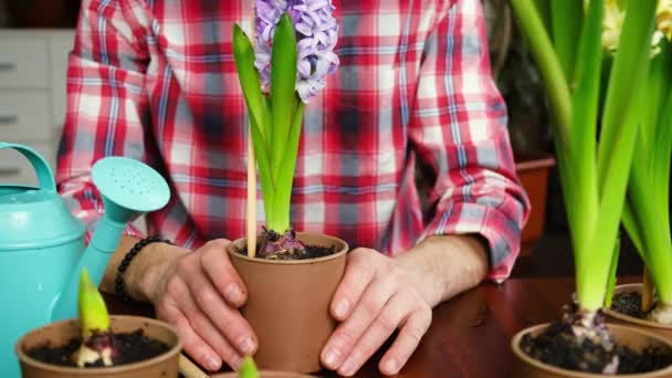 Homme plante des fleurs dans un pot de fleurs jacinthes. focus sélectif. — Video