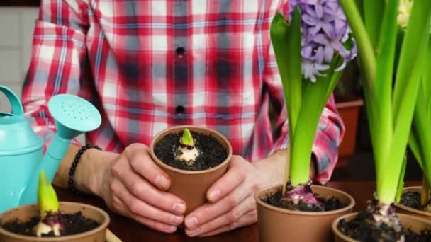 Человек сажает цветы в цветочный горшок гиацинты. селективный фокус. — стоковое видео