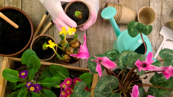 Planter des fleurs dans un pot. focus sélectif. — Video