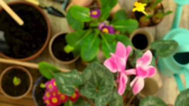 Saksıya çiçek koy. seçici odak.