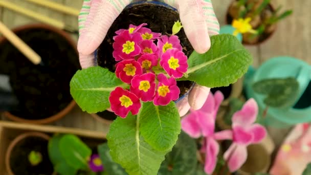 Plantera blommor i en kruka. selektivt fokus. — Stockvideo