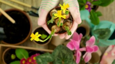 Saksıya çiçek koy. seçici odak.