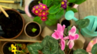 Saksıya çiçek koy. seçici odak.