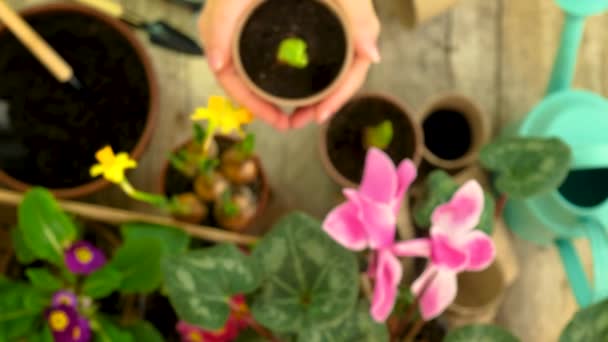 Planter des fleurs dans un pot. focus sélectif. — Video