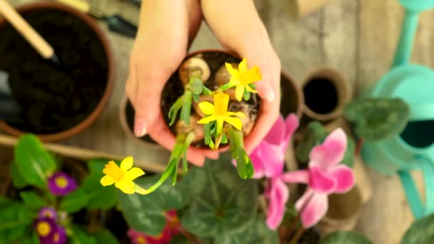 Plantera blommor i en kruka. selektivt fokus. — Stockvideo