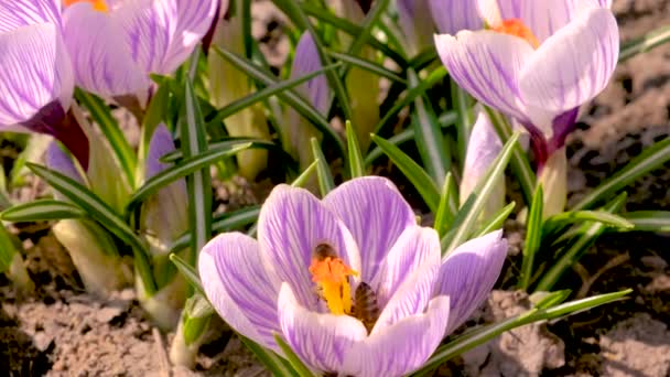 꽃피는 크로커스 꽃 위의 벌들. 선택적 초점. — 비디오