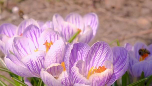 Bijen op bloeiende krokusbloemen. Selectieve focus. — Stockvideo