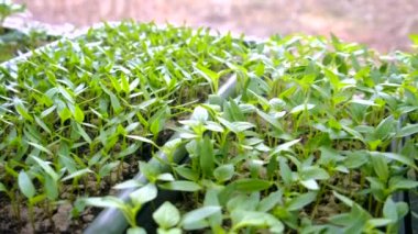 Pencere kenarında biber tohumları. Seçici odak.