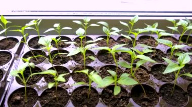 Pencere kenarında biber tohumları. Seçici odak.