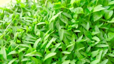 Pencere kenarında biber tohumları. Seçici odak.