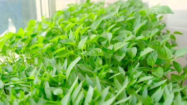 Peberkimplanter i vindueskarmen. Selektivt fokus. – Stock-video
