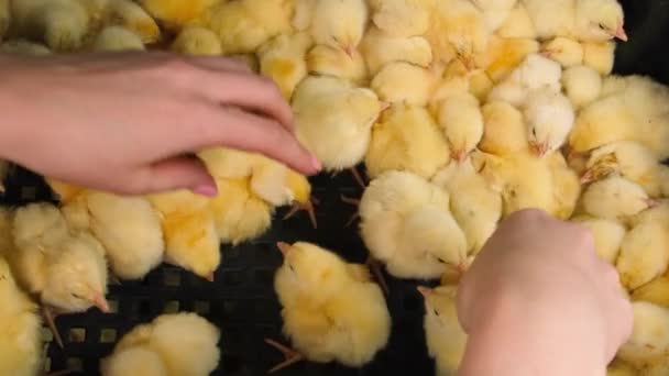 Denní kuřata jsou spousta brojlerů. Selektivní zaměření. — Stock video