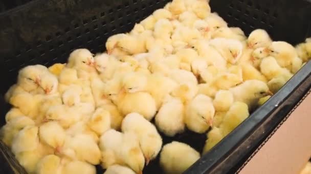 Dagliga kycklingar är många slaktkycklingar. Selektiv inriktning. — Stockvideo