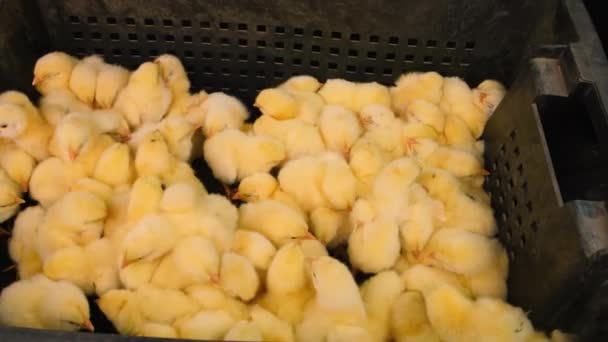 Los pollos diarios son un montón de pollos de engorde. Enfoque selectivo. — Vídeos de Stock