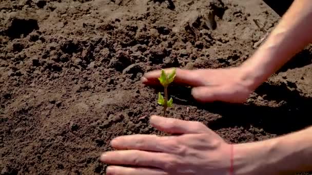 Een man plant een boom in de tuin. Selectieve focus. — Stockvideo