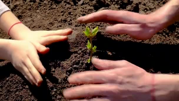 Das Kind und der Vater pflanzen einen Baum in die Erde. Selektiver Fokus. — Stockvideo