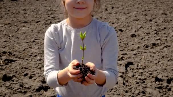 那孩子在地上种树.有选择的重点. — 图库视频影像
