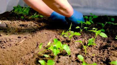 Serada biber tohumu turşusu. Seçici odak.