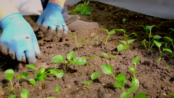 Paprika palánták pácolása az üvegházban. Szelektív fókusz. — Stock videók