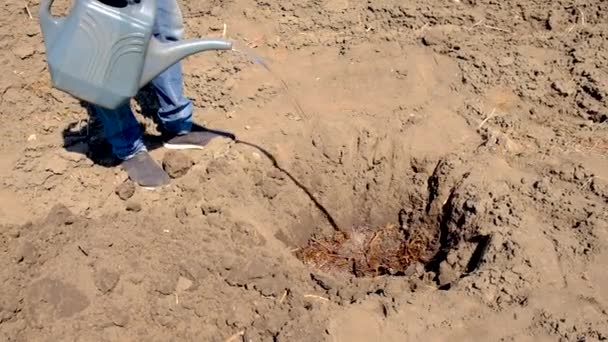 Un hombre vierte agua y planta un árbol. Enfoque selectivo. — Vídeos de Stock