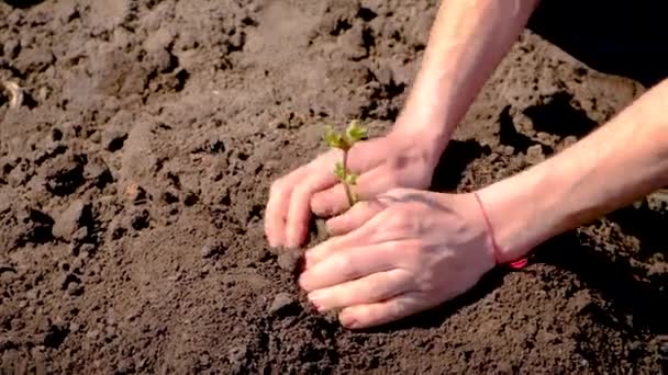 A man is planting a tree in the garden. Selective focus. — Stock Video