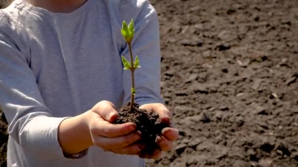 A criança planta uma árvore no chão. Foco seletivo. — Vídeo de Stock