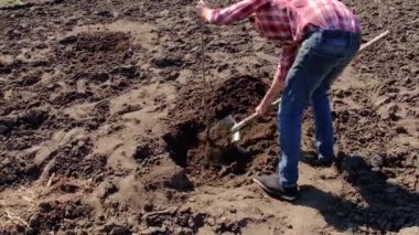 Bir adam bahçeye bir ağaç dikiyor. Seçici odak.