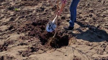 Bir adam bahçeye bir ağaç dikiyor. Seçici odak.