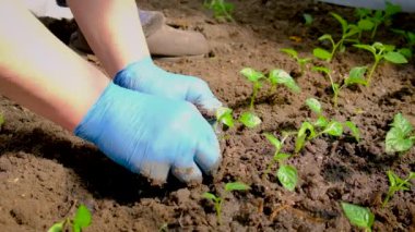 Serada biber tohumu turşusu. Seçici odak.