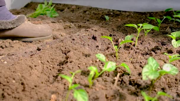 Pickling pepper semenáčků ve skleníku. Selektivní zaměření. — Stock video