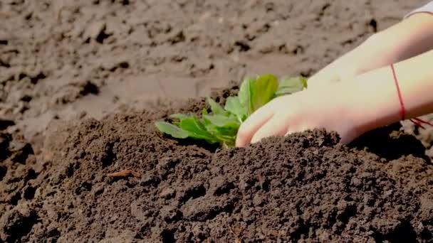 The child plants a plant in the ground. Selective focus. — Stock Video