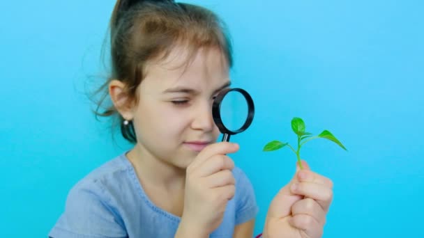 Das Kind untersucht die Pflanze unter der Lupe. Selektiver Fokus. — Stockvideo