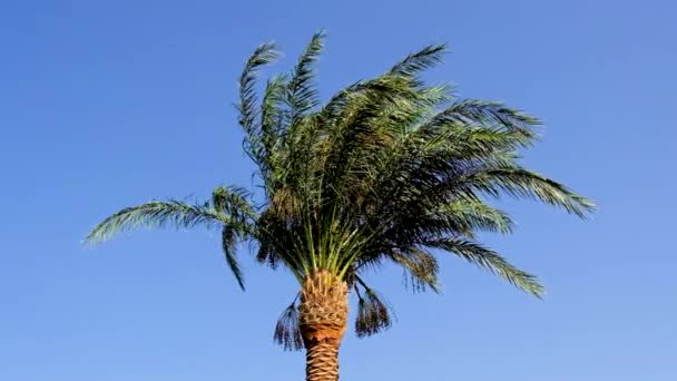 Palmeras hojas contra el cielo. Enfoque selectivo. — Vídeos de Stock