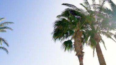 Palmiye yaprakları gökyüzüne karşı. Seçici odaklanma. Doğa.