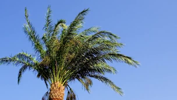 Palme foglie contro il cielo. Focus selettivo. — Video Stock