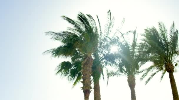 Palmbomen bladeren tegen de lucht. Selectieve focus. — Stockvideo