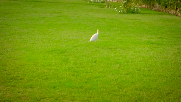 埃及苍鹭在草坪上行走。有选择的重点. — 图库视频影像
