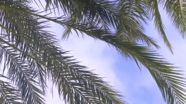 Palmiye yaprakları gökyüzüne karşı. Seçici odak.