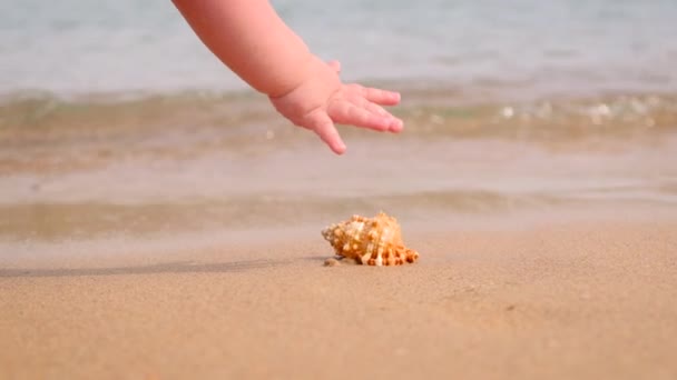 Barnet tar en snäcka på stranden. Selektiv inriktning. — Stockvideo