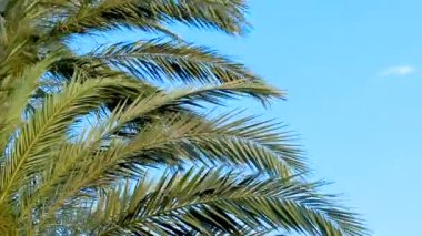 Palmiye yaprakları gökyüzüne karşı. Seçici odak.