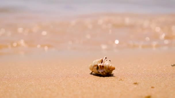 Hermit crabs on the seashore. Selective focus. — Stock Video