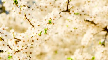 İlkbaharda gökyüzünün arka planında çiçek açan ağaçlar. Seçici odak.